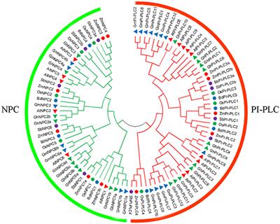 Genome-Wide Investigation of the Phospholipase C Gene Family in Zea mays